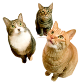 猫3匹のお留守番を頼みたい