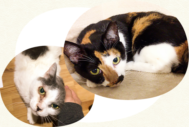 お世話を待っている猫