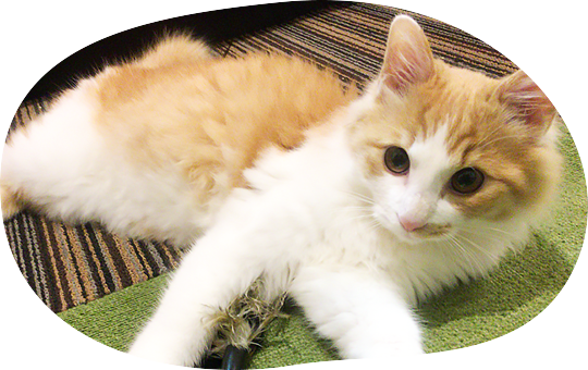 猫専門ペットシッター