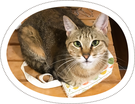 猫の飼い方相談