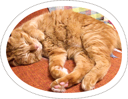 猫のお悩み相談