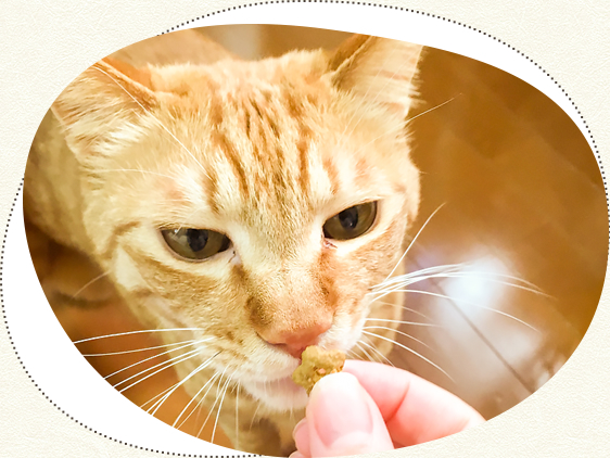 猫のクリッカートレーニング